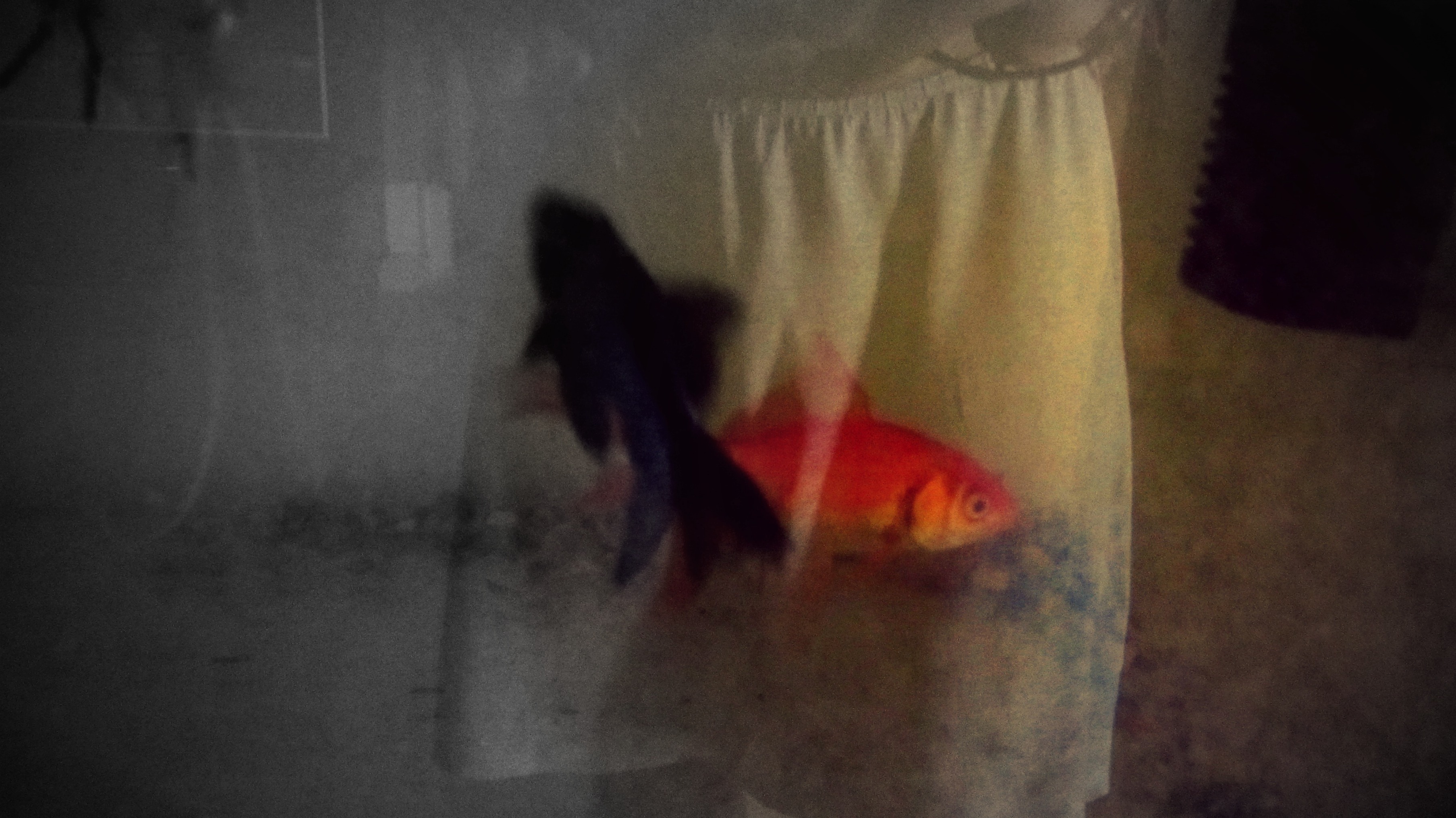 fish Stunning Portrait Photography Inside Arijitbook