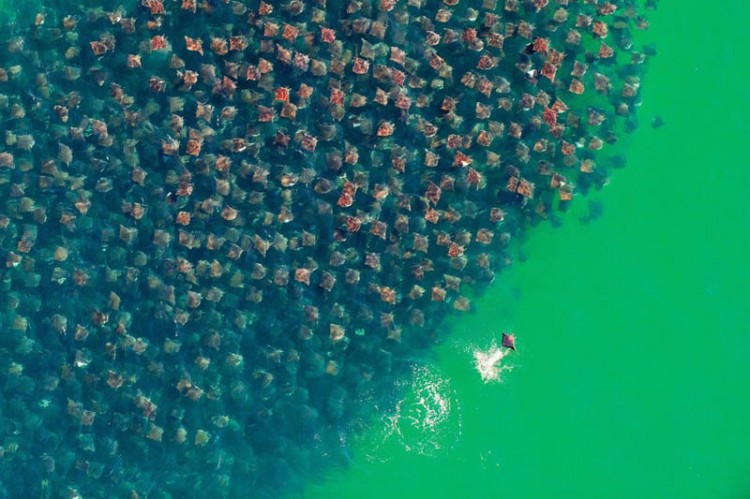 Stunning Photographs That You Must See flight of the devil rays huge school group aerial from above 750x499 Stunning Photographs That You Must See