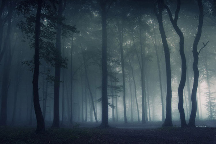 forest3 Photography by PhotoCosma