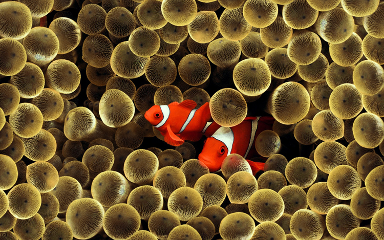 Beautiful wallpapers for your screen golden clown fish 1280x800 wallpaper 1042 Beautiful wallpapers for your screen