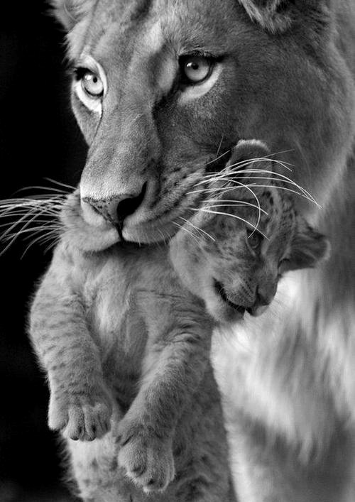 Amazing Animals #2 i1a142 Amazing Animals #2