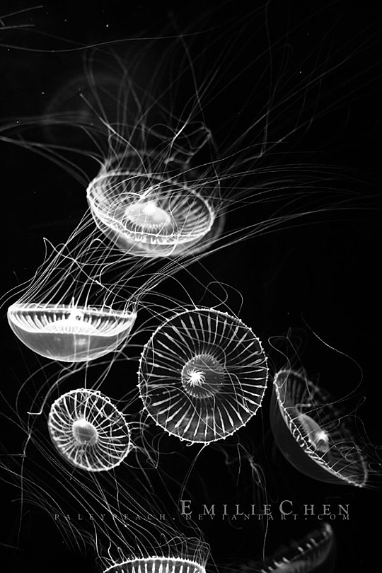 Underwater Animals Photography i1a149 Underwater Animals Photography