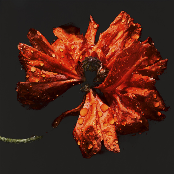 Mohn by Carsten Witte i1a181 Mohn by Carsten Witte