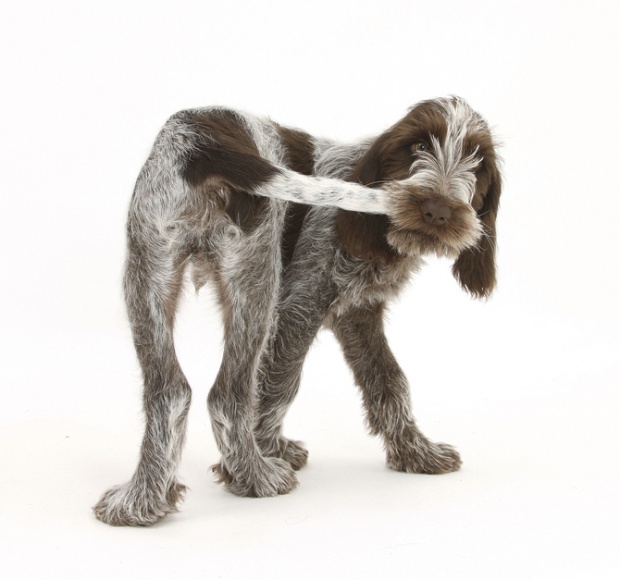 Cute animals by Mark Taylor i1a217 Cute animals by Mark Taylor
