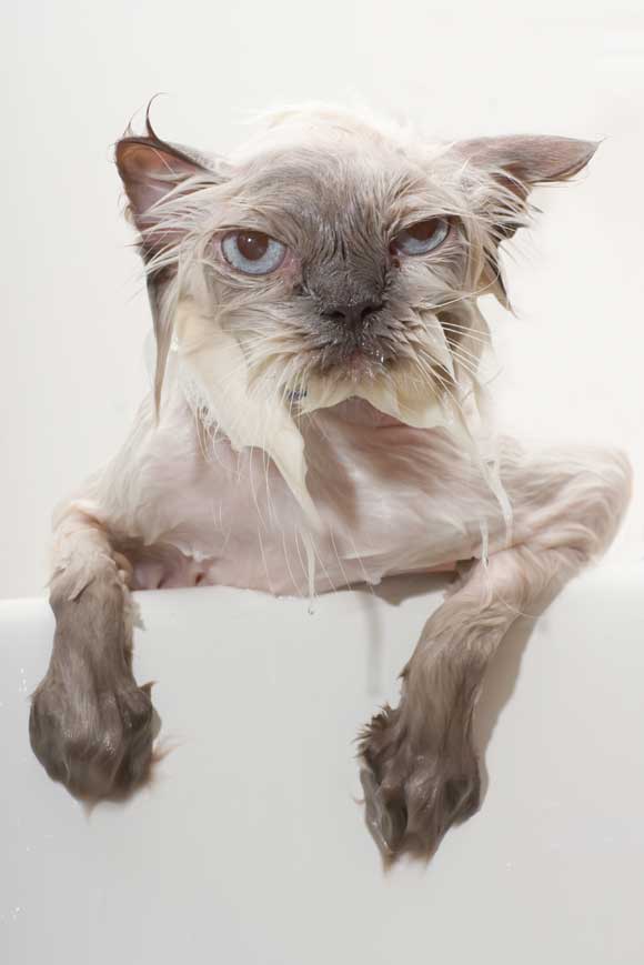i1a221 Amazing Animals #3
