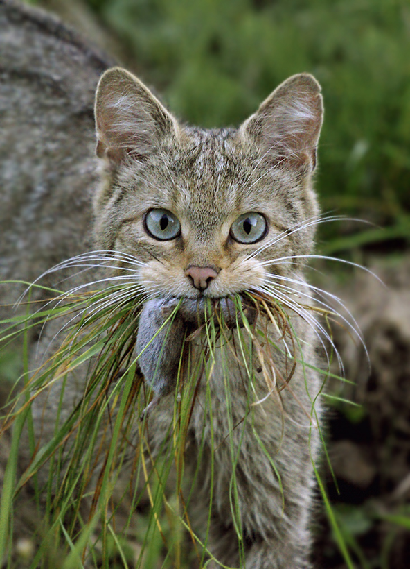 i1a85 Amazing Animals #1