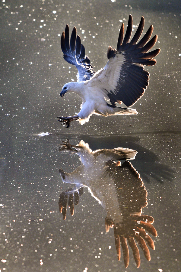 Amazing Animals #2 i1b140 Amazing Animals #2