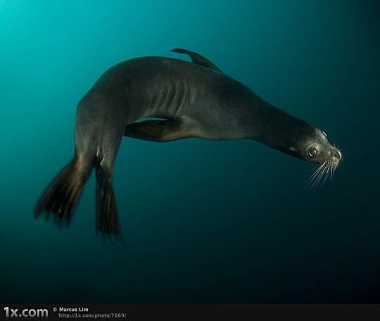 Underwater Animals Photography i1b146 Underwater Animals Photography