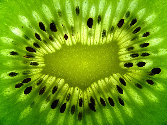 Macro Photos i1b166 Macro Photos