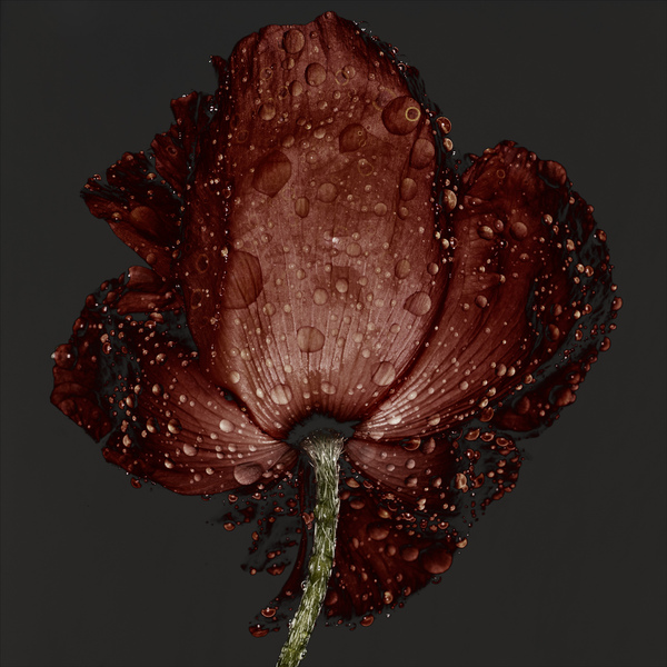 Mohn by Carsten Witte i1b177 Mohn by Carsten Witte