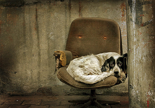 Dogs Photography Showcase i1b242 Dogs Photography Showcase