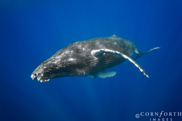 i1b37 Amazing Whales