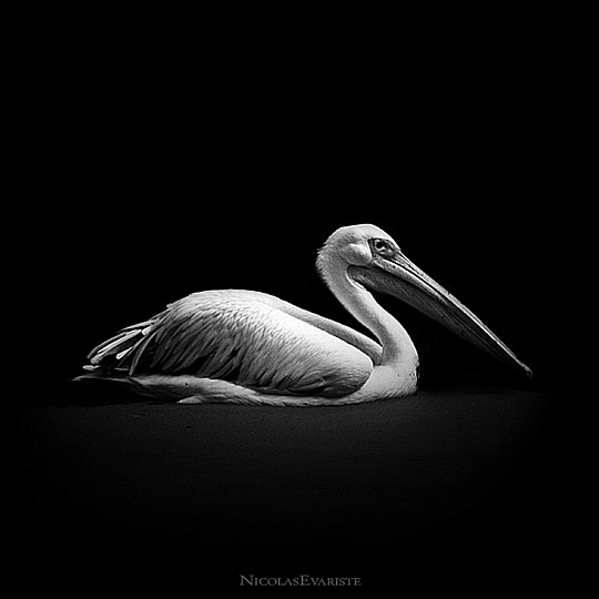 Birds Photography i1b58 Birds Photography