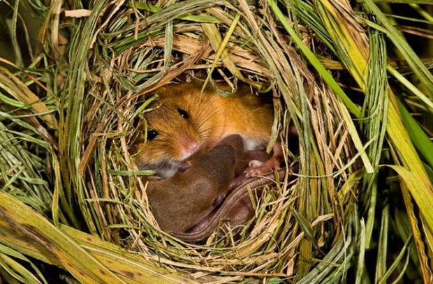 i1b80 Small mouse world