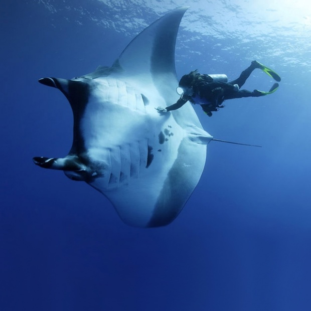 i1b84 Amazing Animals #1