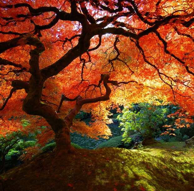 i1c104 Amazing nature photos #1