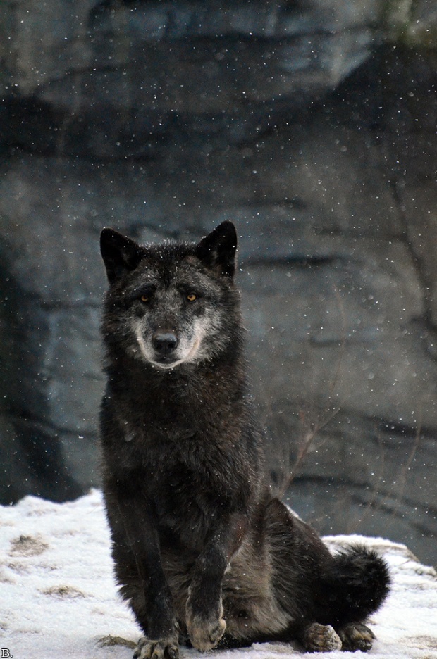 Amazing Animals #2 i1c136 Amazing Animals #2