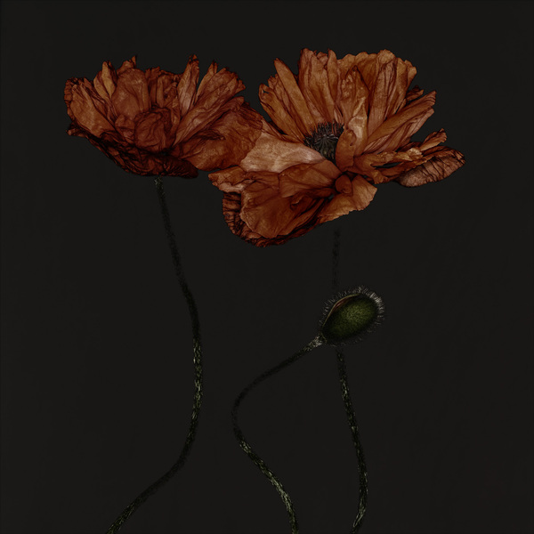 Mohn by Carsten Witte i1c173 Mohn by Carsten Witte