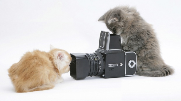Cute animals by Mark Taylor i1c204 Cute animals by Mark Taylor