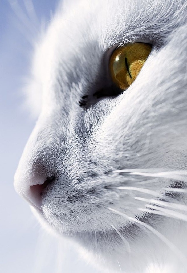 i1c208 Amazing Animals #3