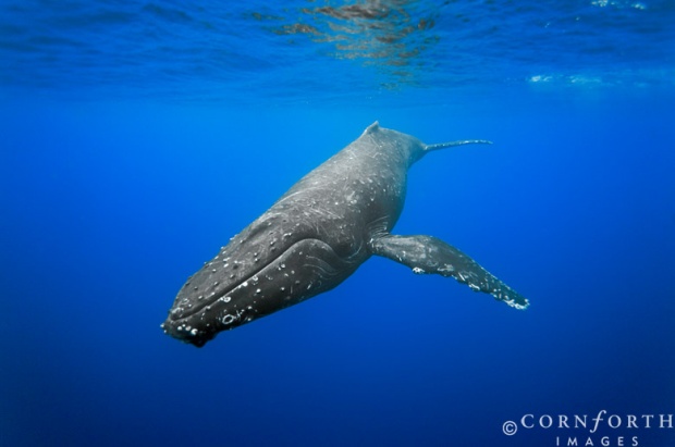 i1c34 Amazing Whales