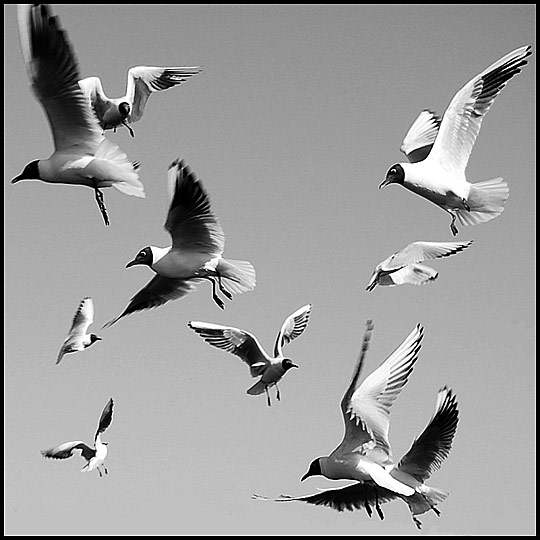 Birds Photography i1c55 Birds Photography