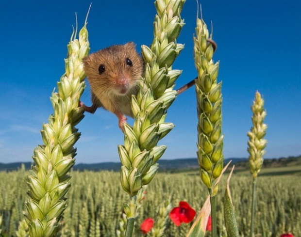 i1c77 Small mouse world