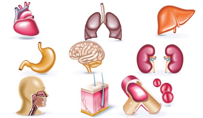 5 Free Detailed Vectors To Download organs vector 5 Free Detailed Vectors To Download