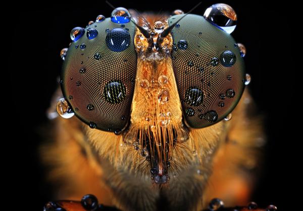 shikhei goh1600 418 Amazing Macro Photography by Shikhei Goh