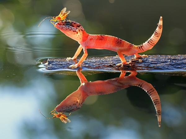shikhei goh7600 449 Amazing Macro Photography by Shikhei Goh