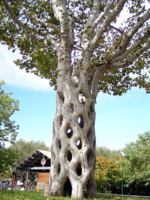 10 Most Magnificent Trees in the World 10 Most Magnificent Trees in the World 3 10 Most Magnificent Trees in the World