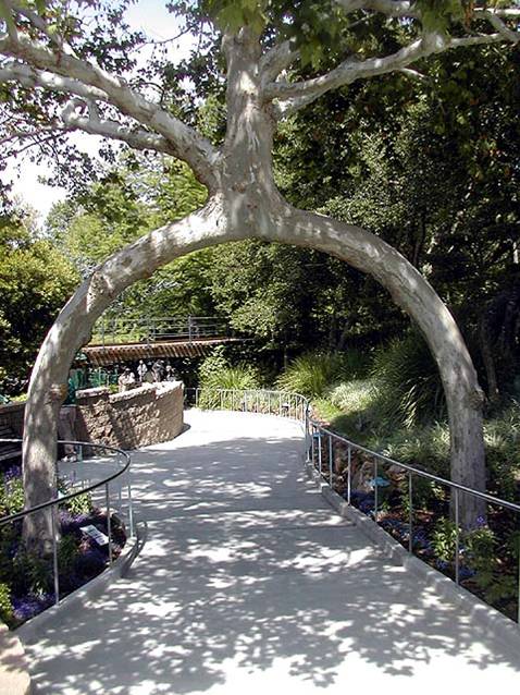 10 Most Magnificent Trees in the World 10 Most Magnificent Trees in the World 4 10 Most Magnificent Trees in the World