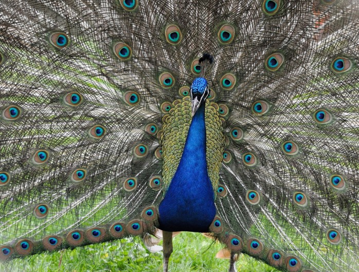 20 Beautiful Examples of Peacocks 20 Beautiful Examples of Peacock 6 20 Beautiful Examples of Peacocks