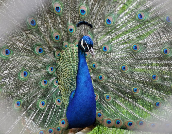 20 Beautiful Examples of Peacocks 20 Beautiful Examples of Peacock 7 20 Beautiful Examples of Peacocks