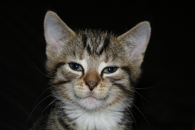 40 Cute Smiling Animals Photography 202 1 40 Cute Smiling Animals Photography