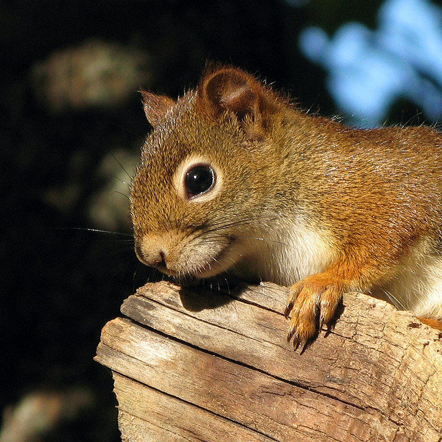 40 Cute Smiling Animals Photography 202 2 40 Cute Smiling Animals Photography