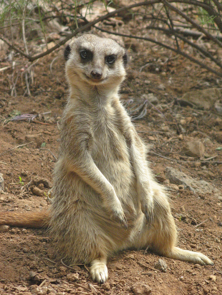 40 Cute Smiling Animals Photography 202 3 40 Cute Smiling Animals Photography