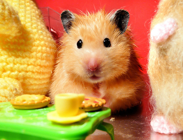 40 Cute Smiling Animals Photography 202 5 40 Cute Smiling Animals Photography