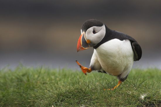 30 Beautiful Examples of Bird Photography 252Birds1 30 Beautiful Examples of Bird Photography