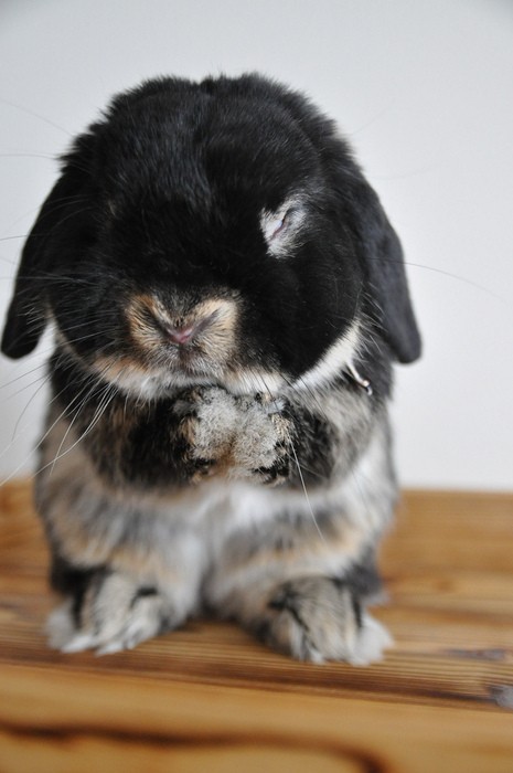 Cute Animals To Refresh Your Mind 255Animals 1 Cute Animals To Refresh Your Mind