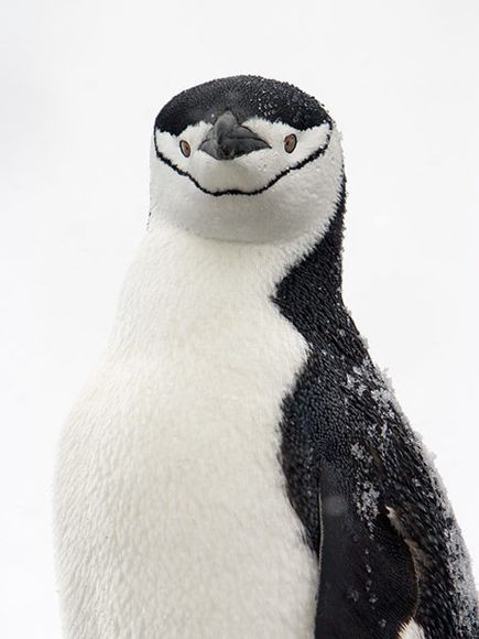 Cute Animals To Refresh Your Mind 255Animals 2 Cute Animals To Refresh Your Mind