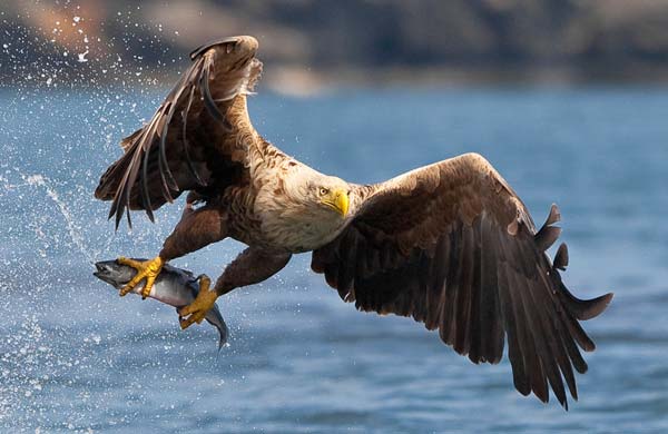 30 Fabulous Examples of Bird Photography 260 Bird Photography 1 30 Fabulous Examples of Bird Photography