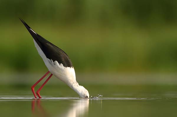 30 Fabulous Examples of Bird Photography 260 Bird Photography 5 30 Fabulous Examples of Bird Photography