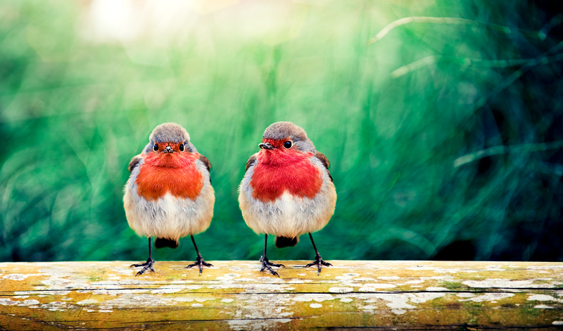 30bp 2 30 Birds Photography