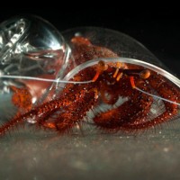 Hand Blown Glass Hermit Crab Shells 4e2e7dc0ed9d1 200x200 Hand Blown Glass Hermit Crab Shells