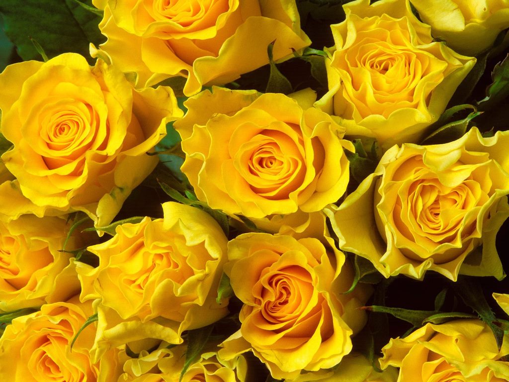 30 Beautiful Flowers HD Wallpapers Beautiful Flowers HD Wallpapers Beautiful Flowers 57 30 Beautiful Flowers HD Wallpapers