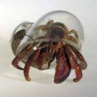 Hand Blown Glass Hermit Crab Shells CRAB 200x200 Hand Blown Glass Hermit Crab Shells