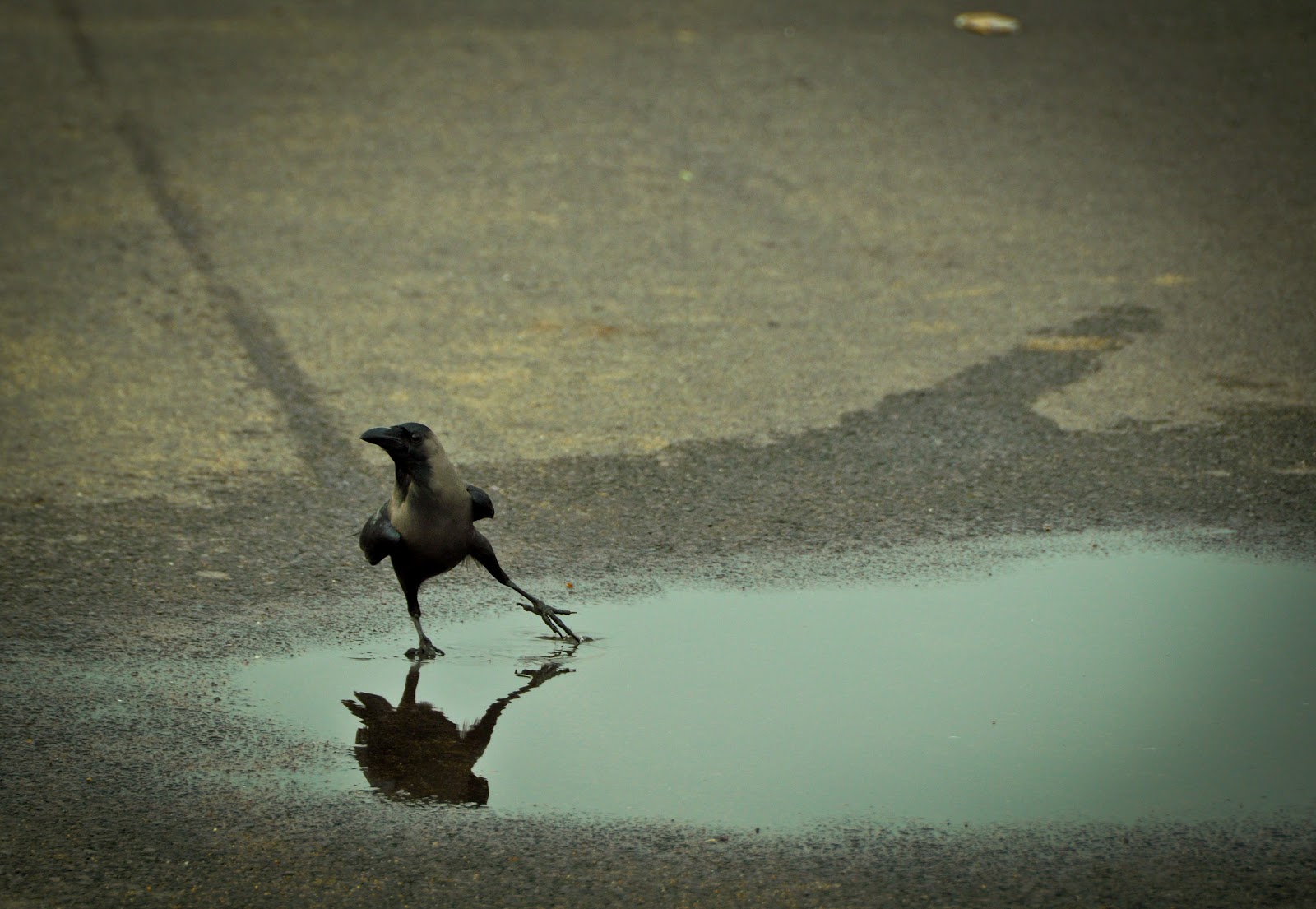 Crow High Quality Wallpapers CrowWallpapers 1 Crow High Quality Wallpapers