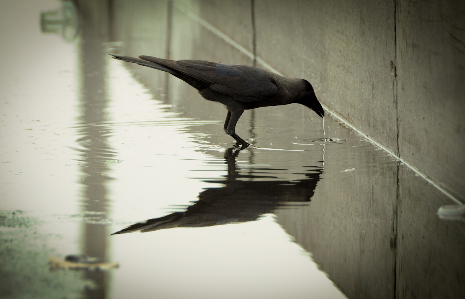 Crow High Quality Wallpapers CrowWallpapers 2 Crow High Quality Wallpapers