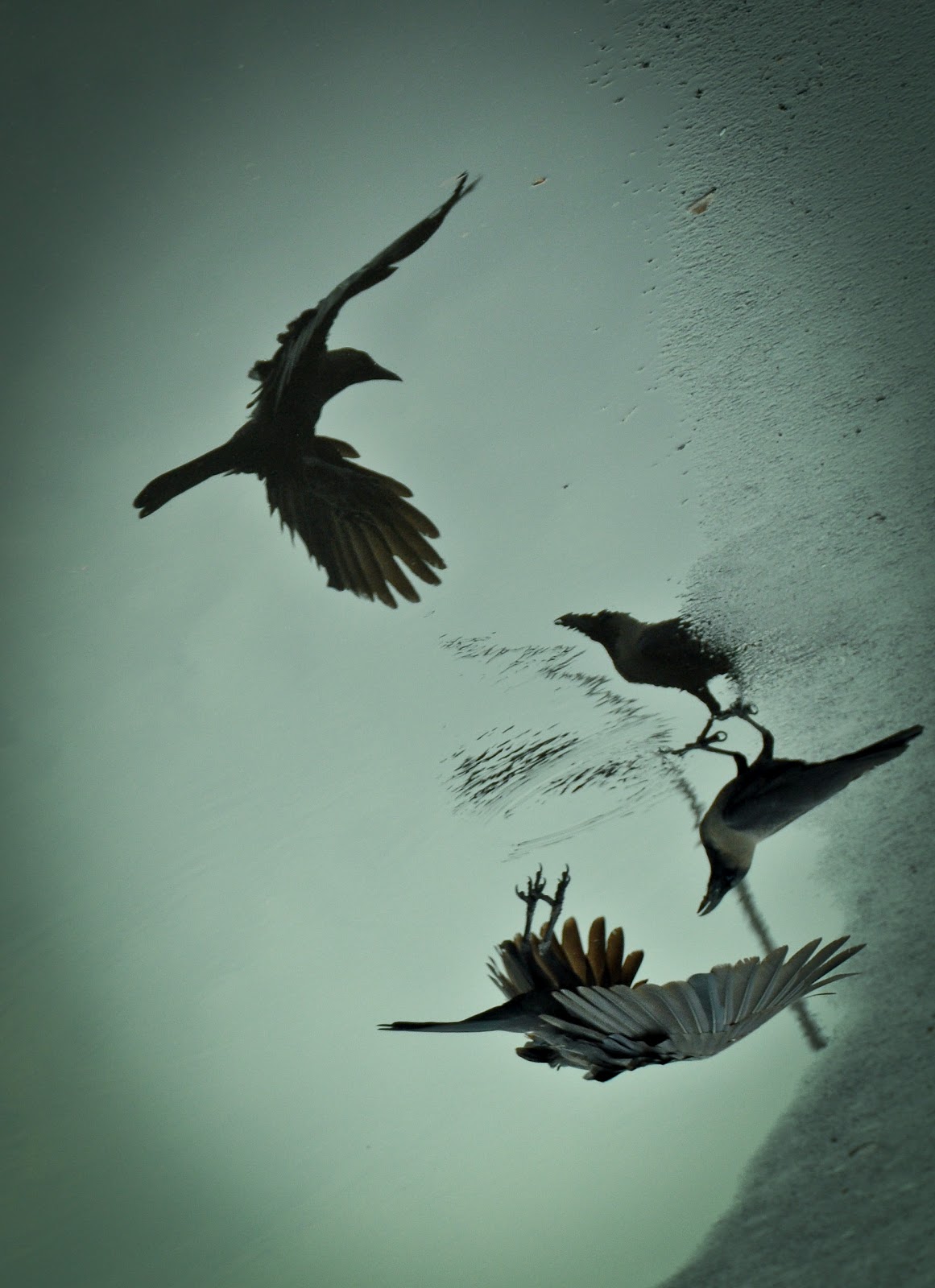 Crow High Quality Wallpapers CrowWallpapers 3 Crow High Quality Wallpapers